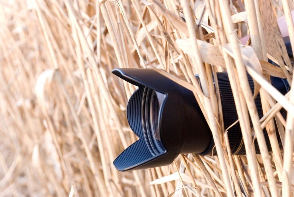 A camera in dried stalks and stems