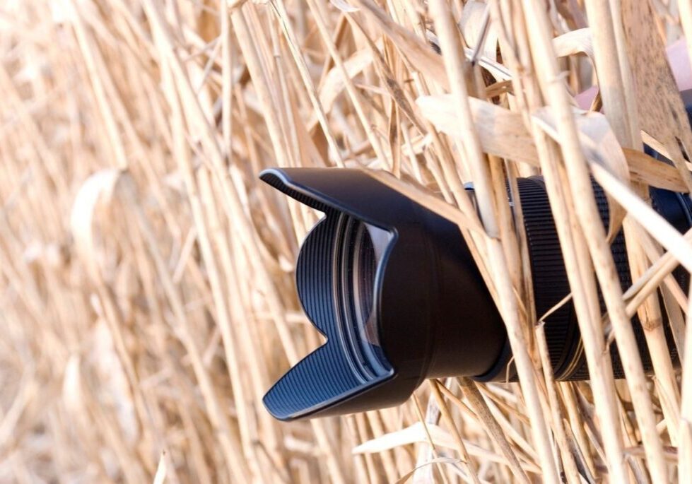 A camera in dried stalks and stems